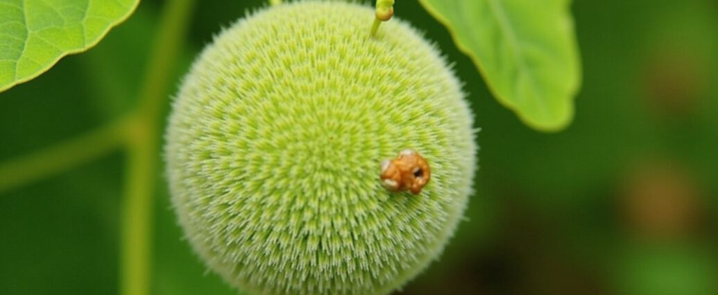 Tout savoir sur les maladies du platane mûrier : comment les reconnaître et les soigner efficacement