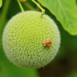 Tout savoir sur les maladies du platane mûrier : comment les reconnaître et les soigner efficacement