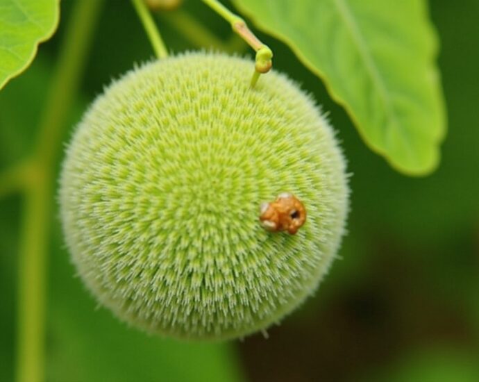 Tout savoir sur les maladies du platane mûrier : comment les reconnaître et les soigner efficacement