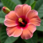 À la découverte des fleurs les plus rares et fascinantes du globe