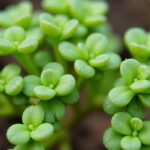 Le guide ultime pour réussir le bouturage de votre Crassula (arbre de jade) pas à pas