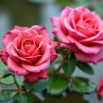 Maîtrisez le bouturage de rosiers dans l'eau : guide étape par étape pour réussir facilement