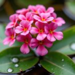 Bouturer un hortensia dans l'eau : mode d'emploi détaillé pour un succès garanti